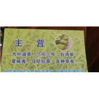 珠海马尼拉草皮批发 
