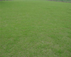 顺德大叶油草批发基地 