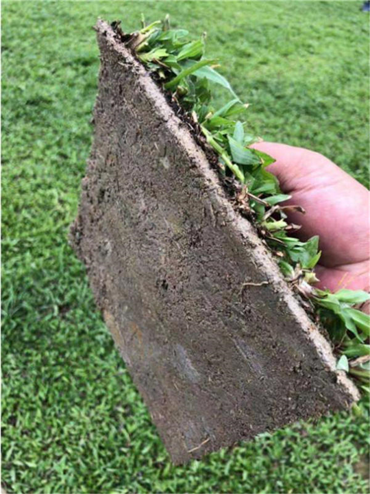 广东兰引三号草皮供应商出售基地哪家好