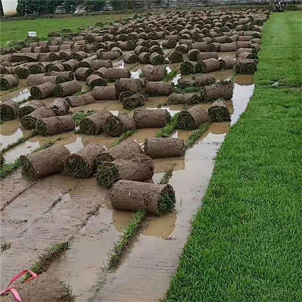 佛山三水台湾草草皮用途介绍