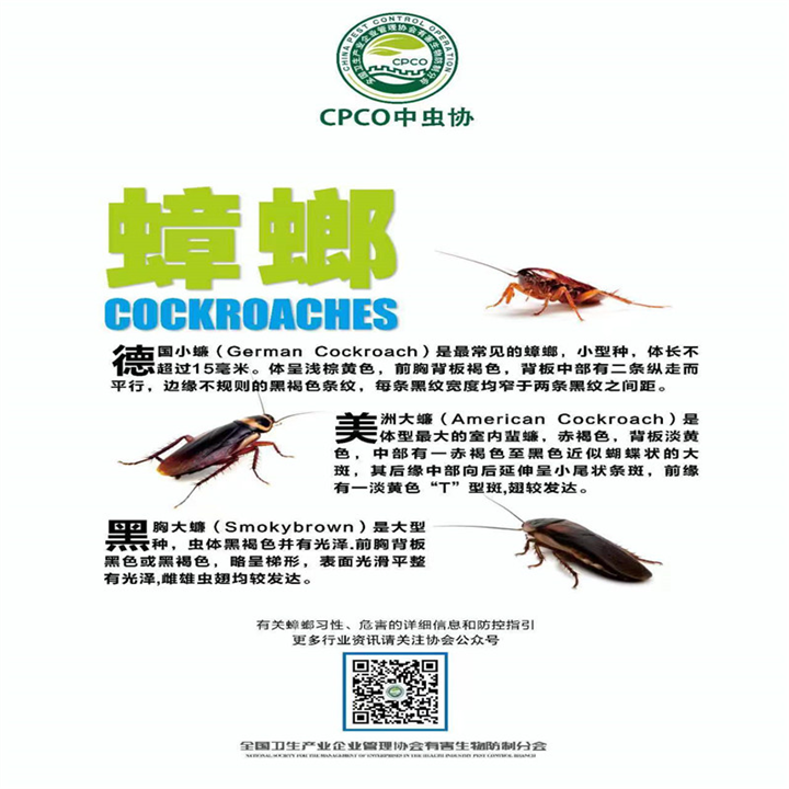 济南灭蟑螂