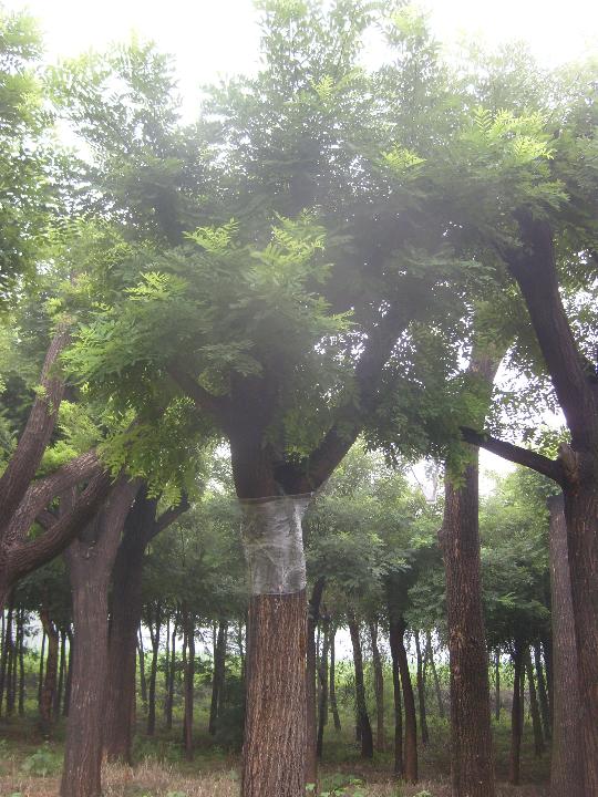 供应法桐.五角枫.国槐.火炬.白蜡  