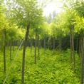 河北苗木-河北法桐苗木基地1  