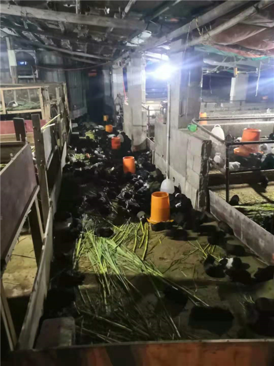 广西钦州港恒源养殖场1