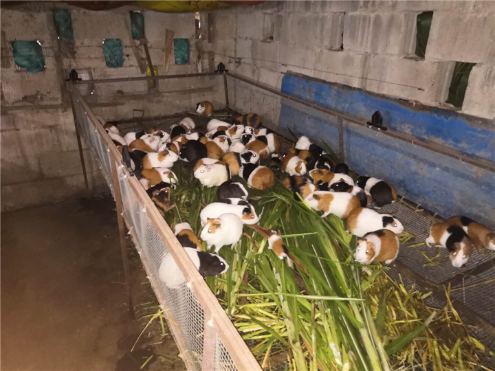 黑豚