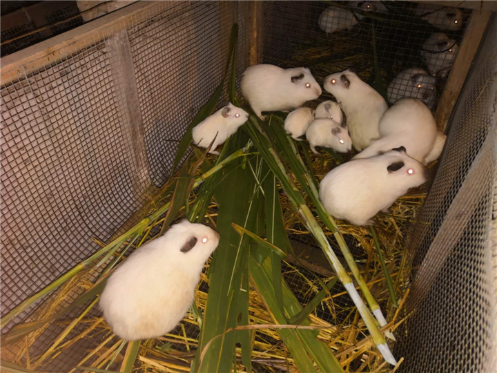 黑豚