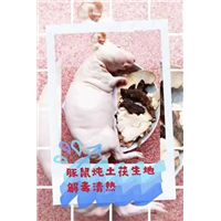 广西黑豚