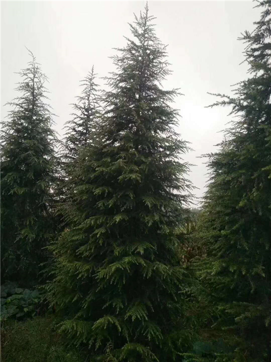 河南雪松基地-河南豫园雪松 
