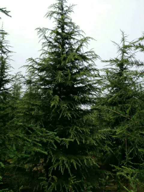 汝南雪松价格 