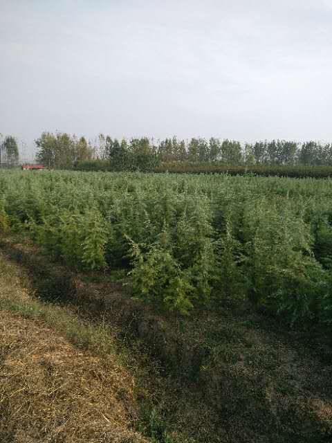 河南雪松基地|河南豫园雪松 