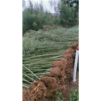 河南钢竹 