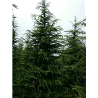 汝南雪松价格 