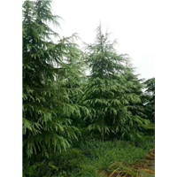 河南雪松小苗|河南豫园雪松 