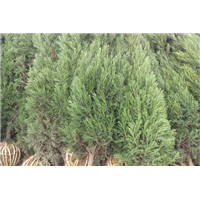 蜀桧 