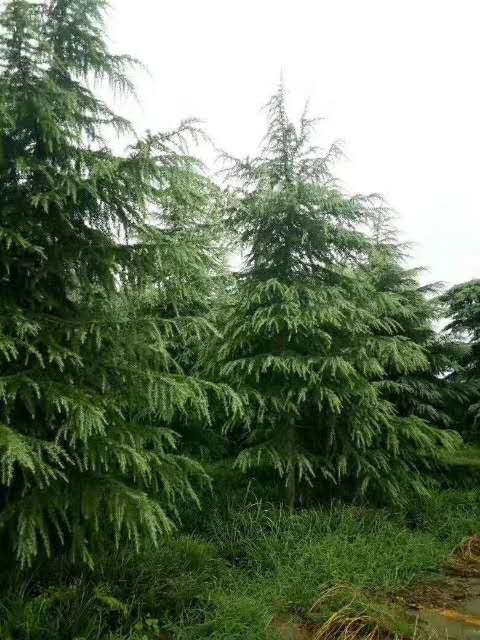 河南雪松小苗|河南豫园雪松 