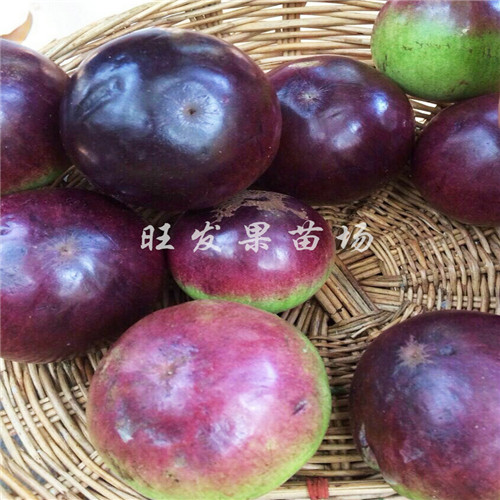 牛奶果苗批发@牛奶果苗培育@牛奶果苗直销