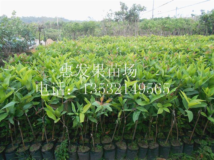 黑金刚莲雾盆栽苗 