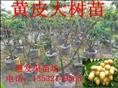 福建黄皮果苗批发 