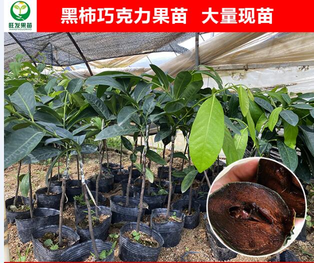 广西黑柿巧克力果苗