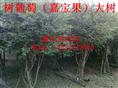 广东树萝菠果苗批发//嘉宝果苗供应商 