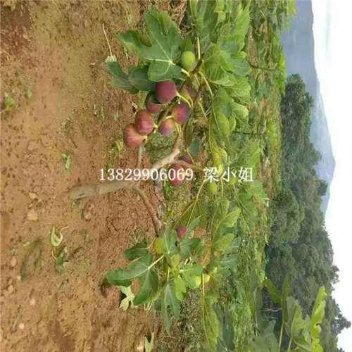 波姬红无花果苗批发、广东台湾无花果 