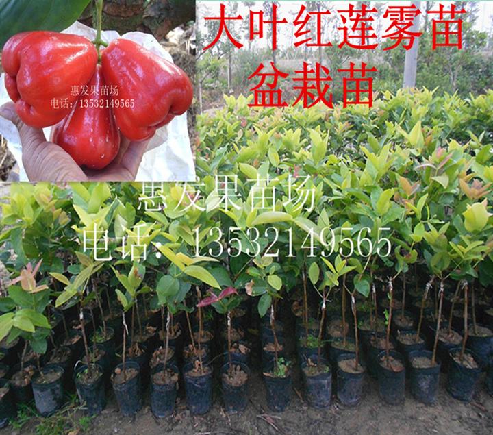 大叶红莲雾盆栽营养杯苗 