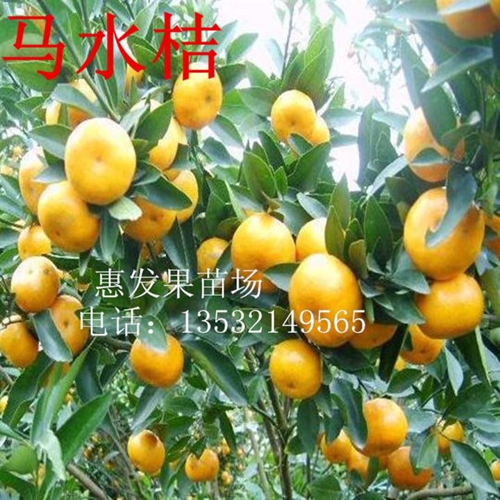 马水桔苗，优质马水桔果苗，马水桔苗基地 