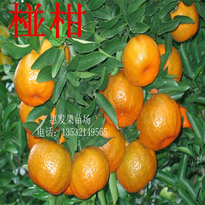 椪桔果苗，椪桔苗批发，椪桔苗价格 