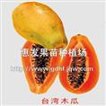 红妃木瓜苗/惠州红妃木苗/广西红妃苗 