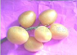 黄皮果苗 //惠州果苗 