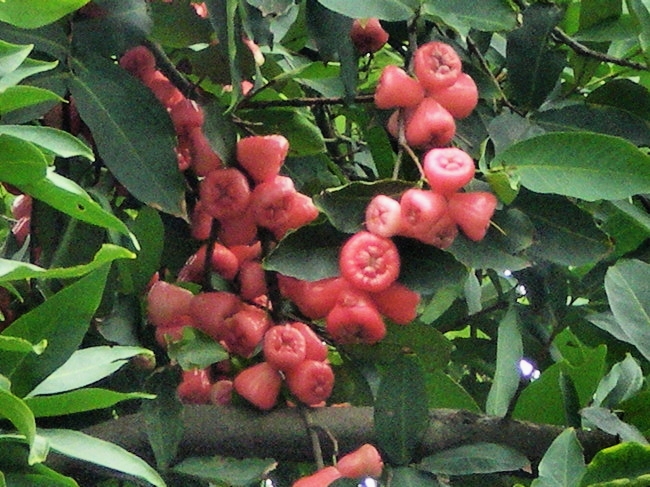 供应惠州莲雾/莲雾|“惠州莲雾基地 
