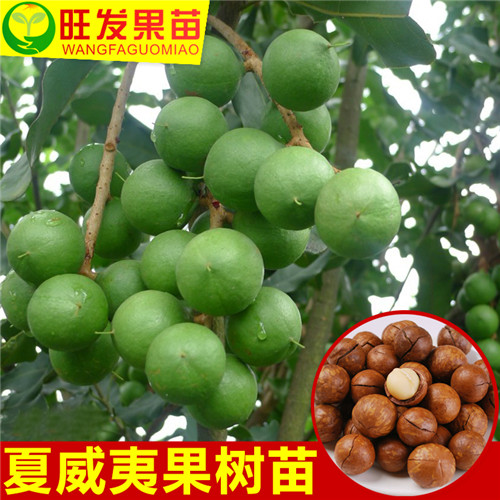 广东供应澳洲坚果苗，广东澳洲坚果苗 