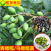 惠州果苗基地，批发青橄榄苗，青橄榄嫁接苗 