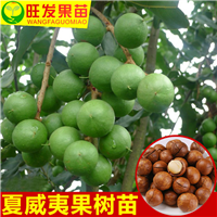 广东供应澳洲坚果苗，广东澳洲坚果苗 