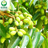 广东果树苗，惠州青橄榄苗价格，惠州青橄榄苗基地 