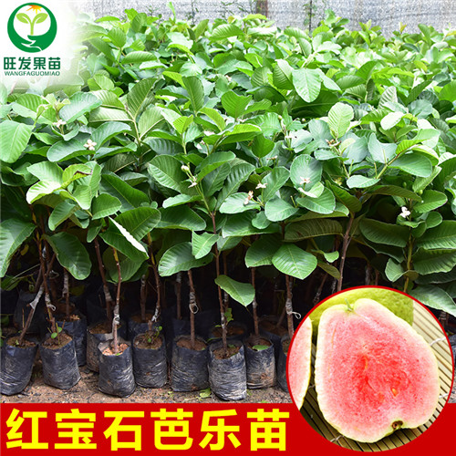 无籽（少籽）红宝石番石榴果苗，东莞果苗 