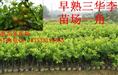 三华李种苗批发，福建三华李 