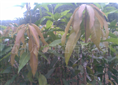 芒果苗|“惠州芒果苗|”惠州芒果苗价格 