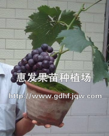 巨锋葡萄苗批发/惠州巨锋葡萄苗/葡萄苗 