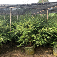 梅州阿根廷嘉宝果苗