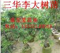 贵州三华李苗，四川三华李，广东三华李苗 