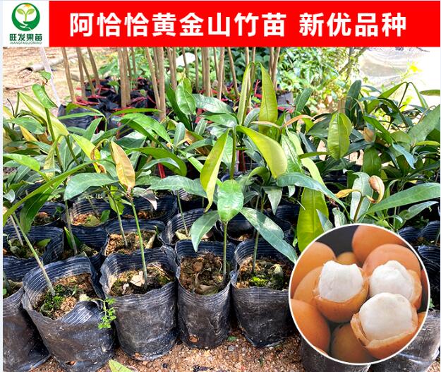 河源阿恰恰黄金山竹苗