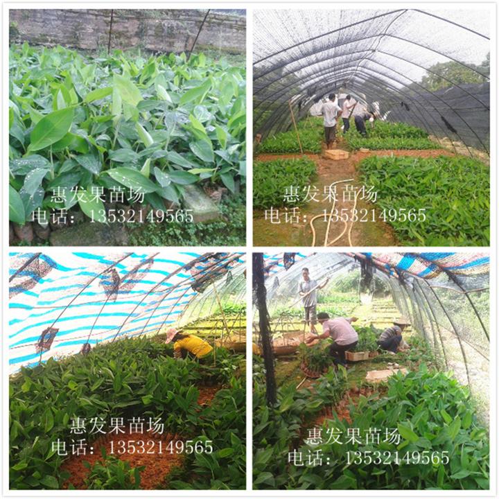 出售金粉1号粉蕉苗，广东金粉1号粉蕉苗
