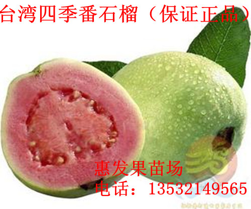 批发红心四季番石榴果苗 