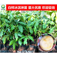东莞白柿冰淇淋果苗