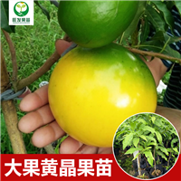 惠州大果黄晶果苗