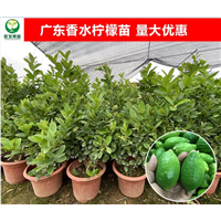 河源香水柠檬苗