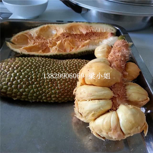 广东榴莲蜜苗销售\广东榴莲蜜苗批发 