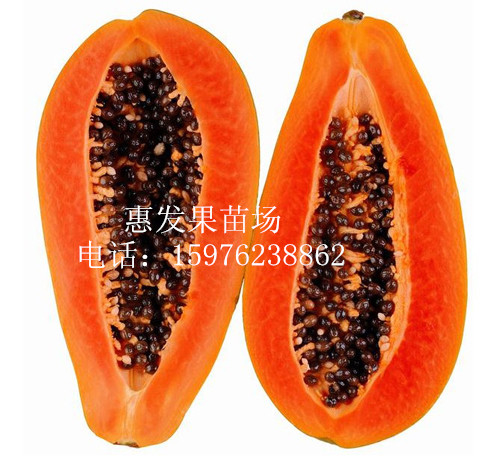 湖南台湾红妃木瓜苗、供应台湾红妃木瓜苗 