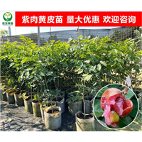 紫肉黄皮苗
